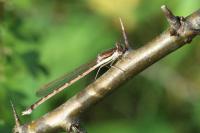 Sympecma fusca