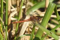 Sympetrum striolatum