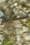 Orthetrum brunneum
