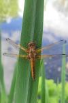 Libellula fulva