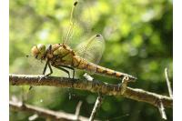 Orthetrum cancellatum