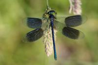 Calopteryx splendens splendens