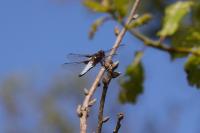 Libellula depressa