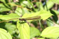 Calopteryx virgo virgo