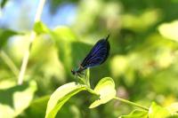 Calopteryx virgo virgo