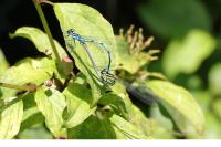 Coenagrion puella
