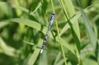 Enallagma cyathigerum