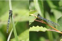 Coenagrion scitulum