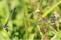 Platycnemis pennipes