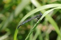 Platycnemis pennipes