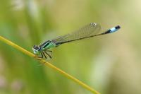 Ischnura elegans