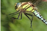 Brachytron pratense