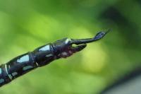 Brachytron pratense