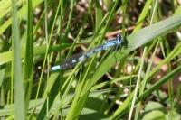 Enallagma cyathigerum
