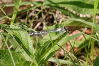 Enallagma cyathigerum