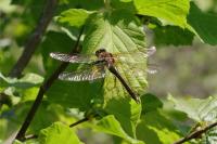 Cordulia aenea