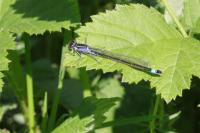 Ischnura elegans