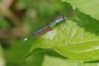 Coenagrion puella