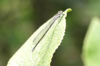 Coenagrion puella