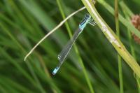 Ischnura elegans
