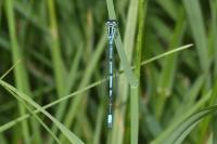 Coenagrion puella