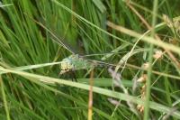 Anax imperator