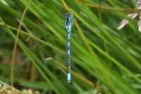 Coenagrion scitulum
