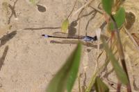Ischnura elegans