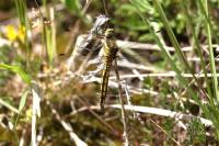 Orthetrum cancellatum