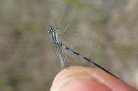 Coenagrion scitulum
