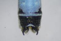 Coenagrion scitulum
