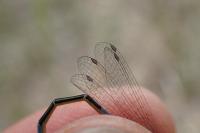Coenagrion scitulum