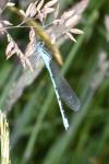 Enallagma cyathigerum