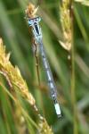 Enallagma cyathigerum