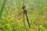 Somatochlora arctica