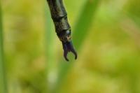 Somatochlora arctica
