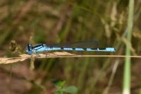 Enallagma cyathigerum