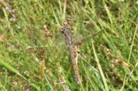 Orthetrum coerulescens