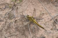 Orthetrum cancellatum