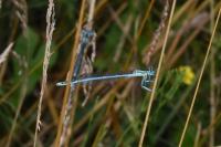 Platycnemis pennipes
