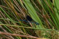Calopteryx splendens splendens
