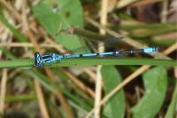 Coenagrion puella