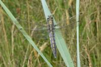 Orthetrum cancellatum
