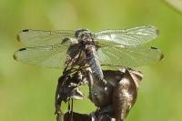 Libellula fulva