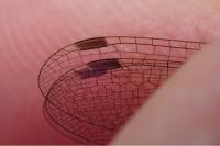 Lestes virens vestalis