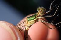Lestes virens vestalis