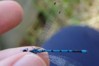 Coenagrion puella