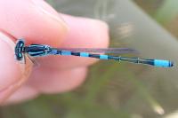Coenagrion scitulum