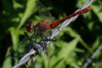 Sympetrum sanguineum