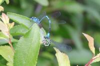 Coenagrion puella